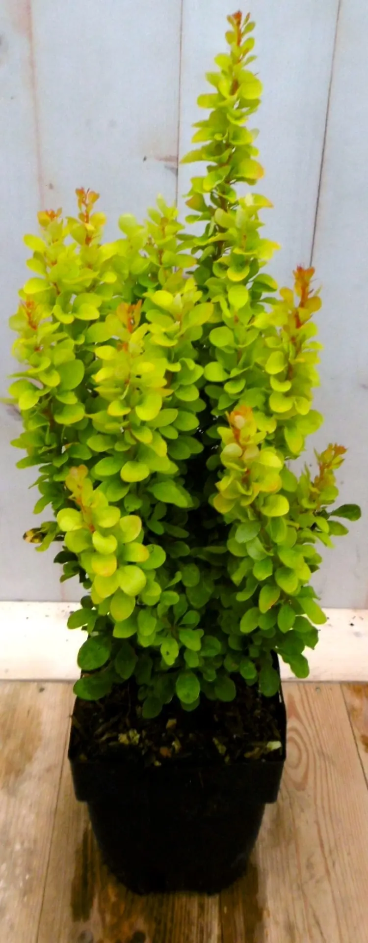 Zuurbes Berberis thunbergii groengeel 40 cm (bladverliezend) Warentuin Natuurlijk