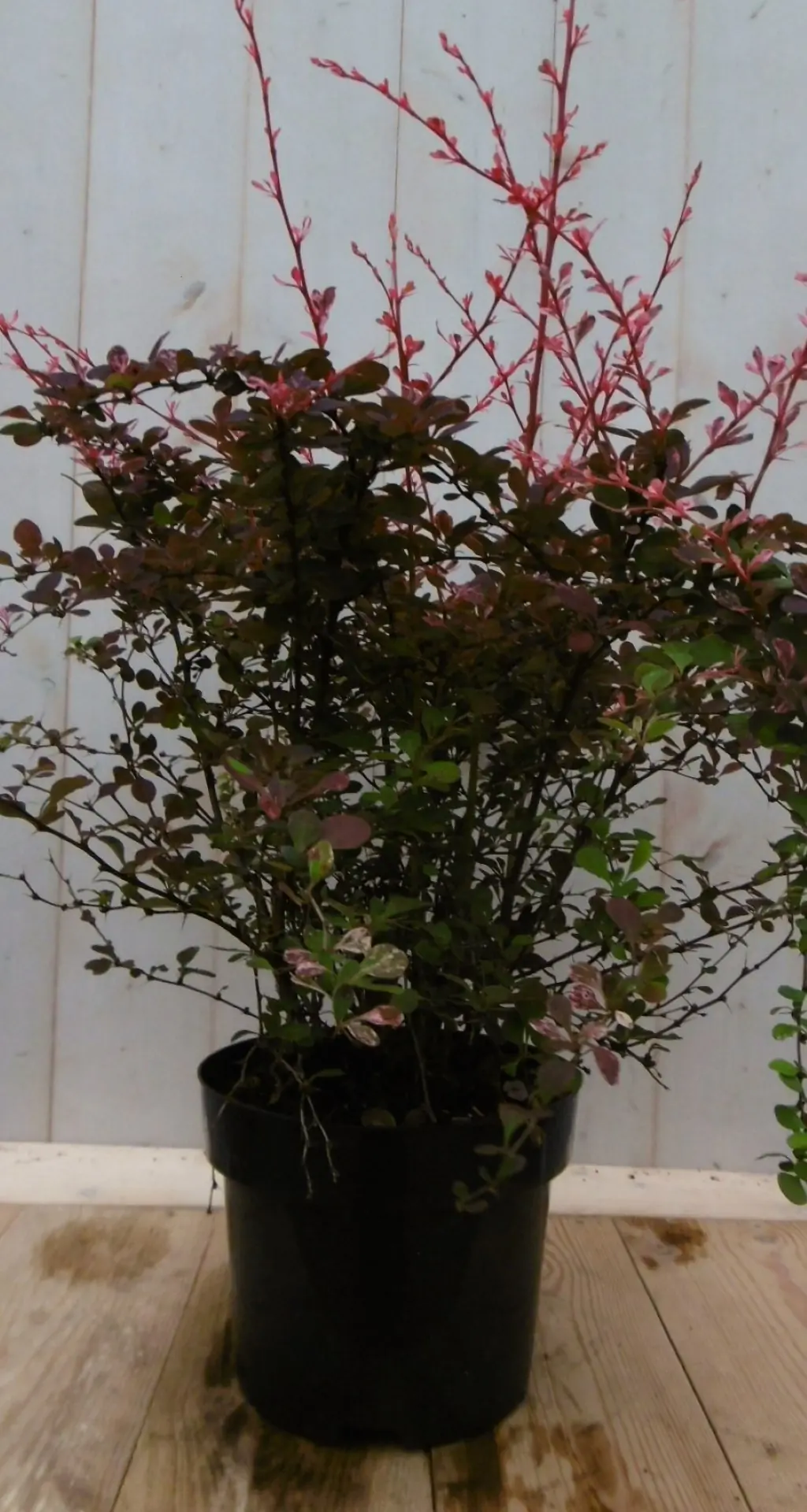 Zuurbes Berberis thunbergii rood 70 cm (bladverliezend) Warentuin Natuurlijk