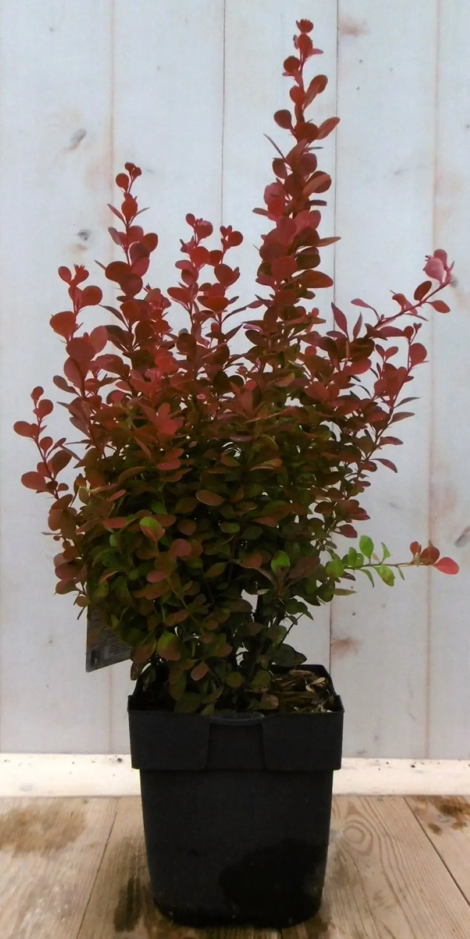 Zuurbes Berberis thunbergii rood 40 cm (bladverliezend) Warentuin Natuurlijk