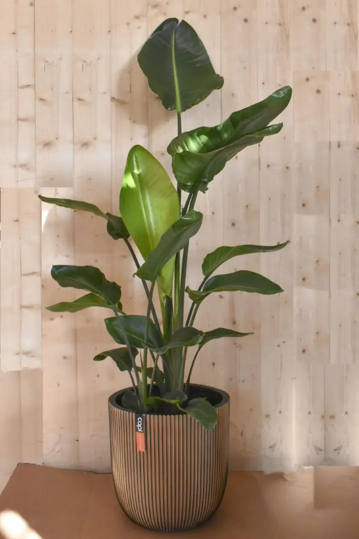 Paradijsvogelbloem Nicolai Strelitzia in gouden pot groove Warentuin Natuurlijk