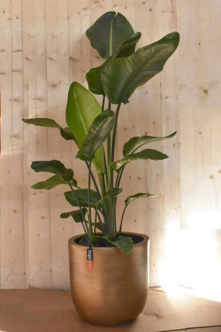 Paradijsvogelbloem Nicolai Strelitzia in gouden pot glad Warentuin Natuurlijk