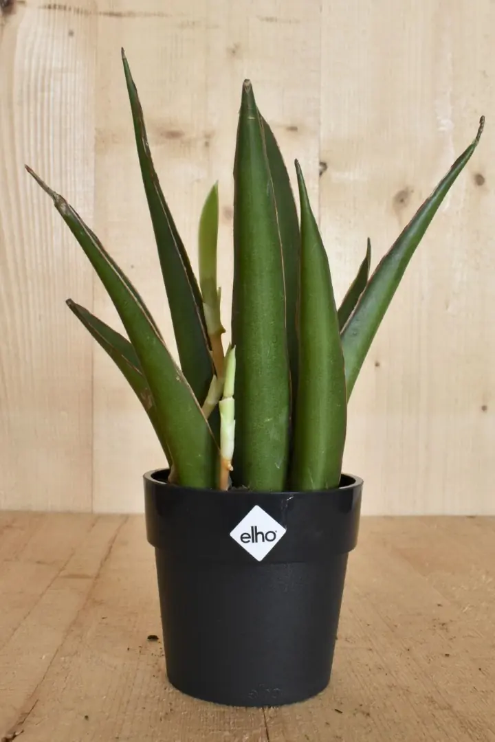 Mini Sansevieria in zwarte pot Elho Dracaena Warentuin Natuurlijk