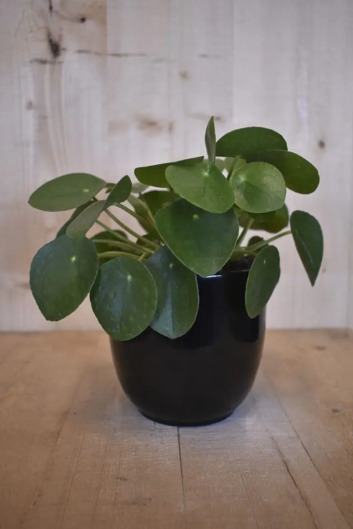 Pilea 'pannenkoekplant' in zwarte pot Warentuin Natuurlijk