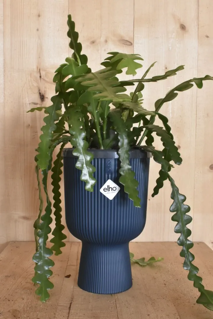 Zaagcactus in hoge pot diepblauw Elho Epiphyllum Warentuin Natuurlijk