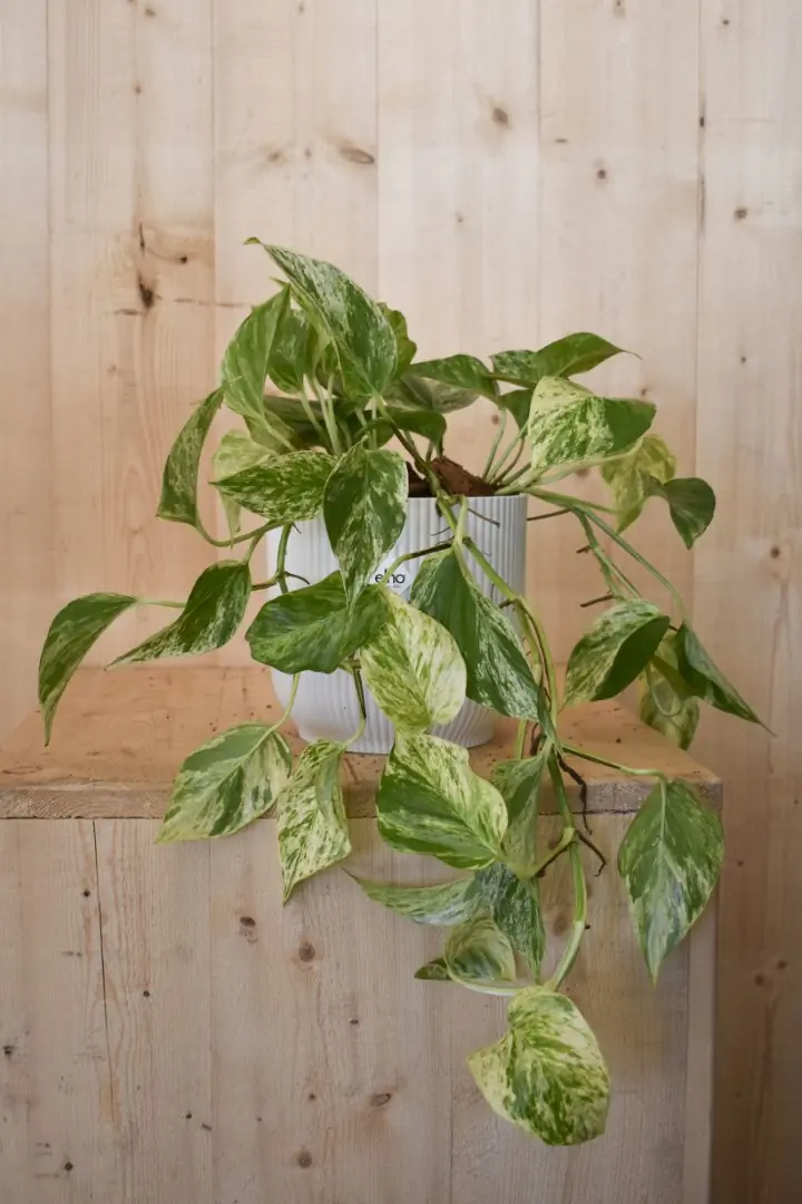 Epipremnum 'Marble Queen' in witte pot Elho Warentuin Natuurlijk