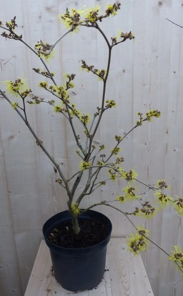 Toverhazelaar mix 60 cm Geel Hamamelis Warentuin Natuurlijk