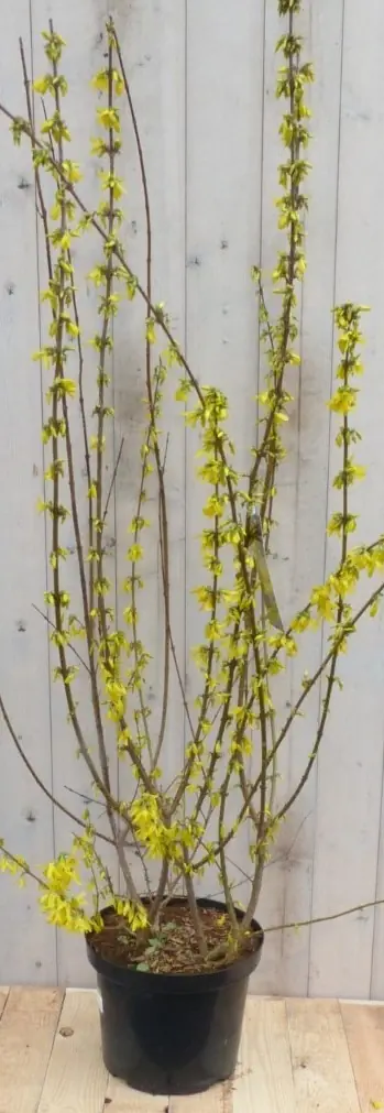 Chinese Klokje Forsythia120 cm Warentuin Natuurlijk