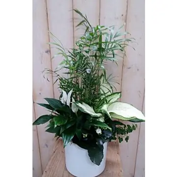 Lepelplant plantenbakje binnen Spathiphyllum Warentuin Natuurlijk