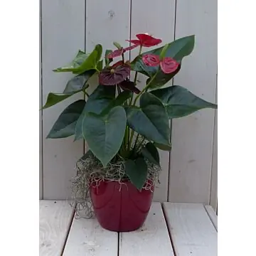 Flamingoplant Anthurium rood in rode pot 40 cm Warentuin Natuurlijk