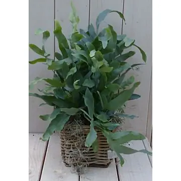 Blauwvaren Phlebodium in mandje 30 cm Warentuin Natuurlijk