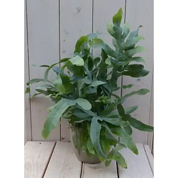 Blauwvaren Phlebodium in taupe pot 30 cm Warentuin Natuurlijk