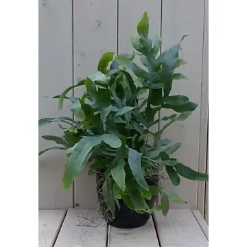 Blauwvaren Phlebodium in zwarte/antraciete pot 30 cm Warentuin Natuurlijk