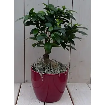 Bonsai Ficus microcarpa rode pot 30 cm Warentuin Natuurlijk