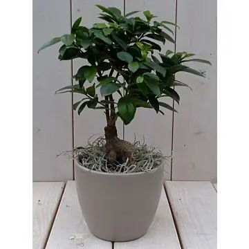 Bonsai Ficus microcarpa taupe pot 30 cm Warentuin Natuurlijk