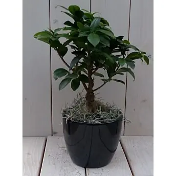 Bonsai Ficus microcarpa zwarte/antraciete pot 30 cm Warentuin Natuurlijk