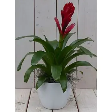 Bromelia witte pot 30 cm Warentuin Natuurlijk