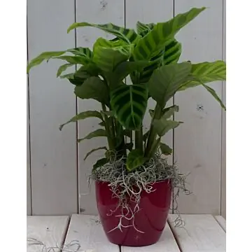 Calathea groen blad rode pot 40 cm Warentuin Natuurlijk