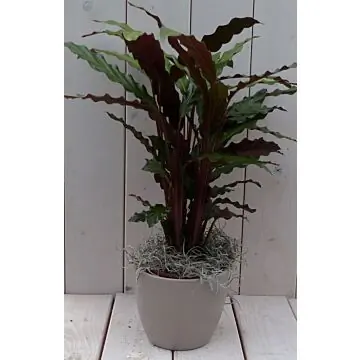 Calathea rood blad taupe pot 40 cm Warentuin Natuurlijk