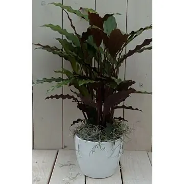 Calathea rood blad witte pot 40 cm Warentuin Natuurlijk