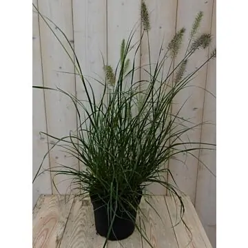 Lampepoetser gras Pennisetum Warentuin Natuurlijk