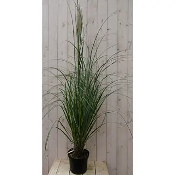 Pampasgras Cortaderia Warentuin Natuurlijk