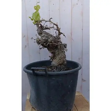 Druif boom dikke stam Vitis Warentuin Natuurlijk