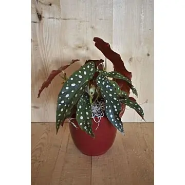 Begonia Maculata in rode pot Warentuin Natuurlijk