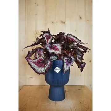 Bladbegonia in hoge pot diepblauw Elho Warentuin Natuurlijk