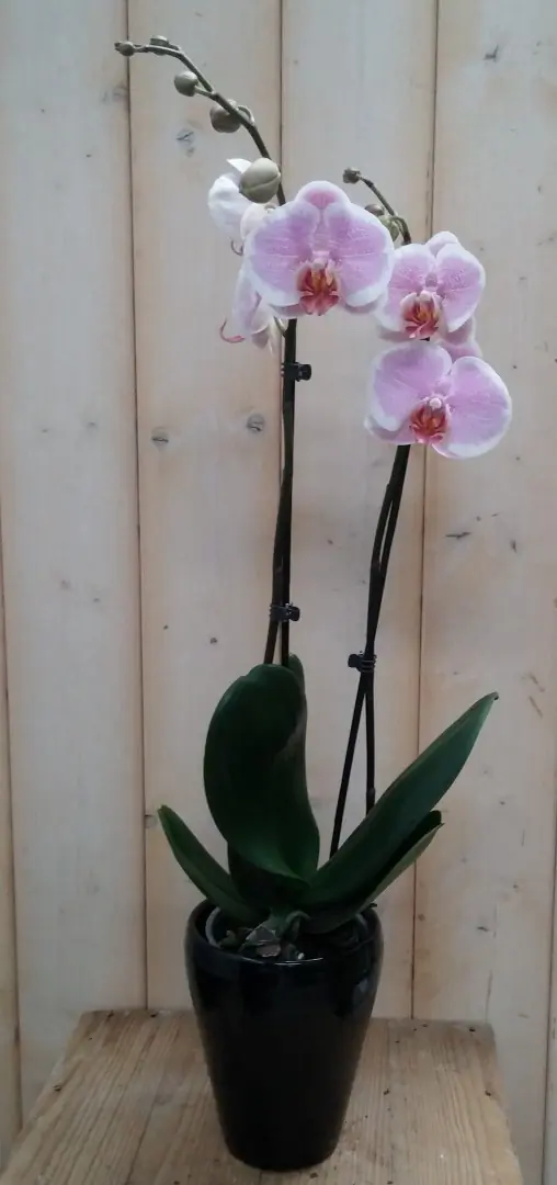 Orchidee Phalaenopsis in zwart potje Warentuin Natuurlijk