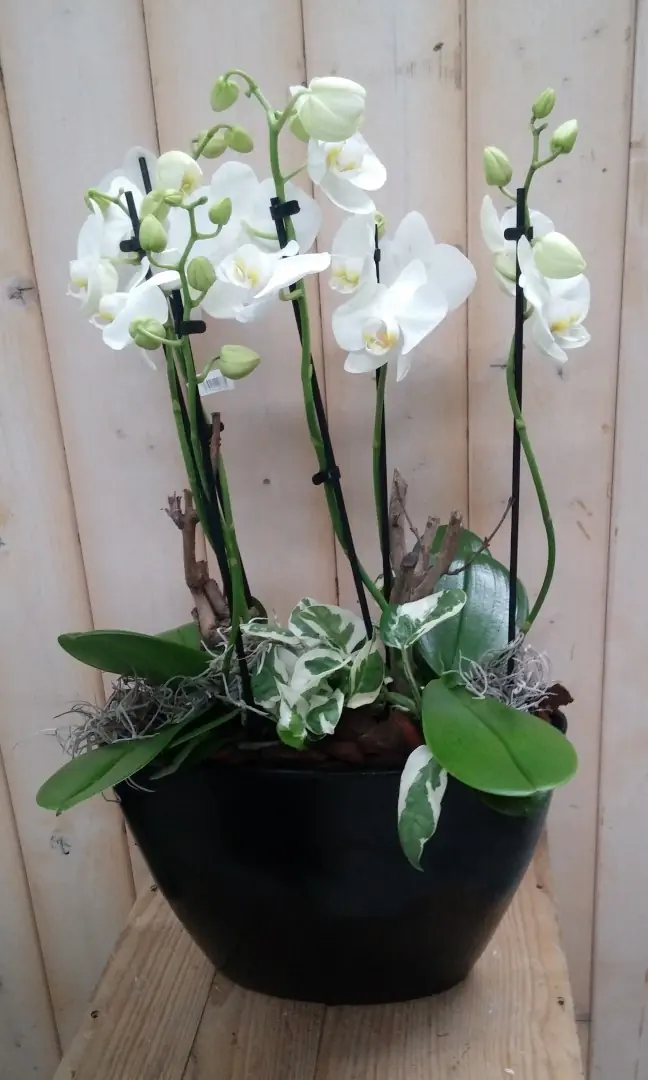 Orchidee Phalaenopsis Wit 4 stelen Warentuin Natuurlijk