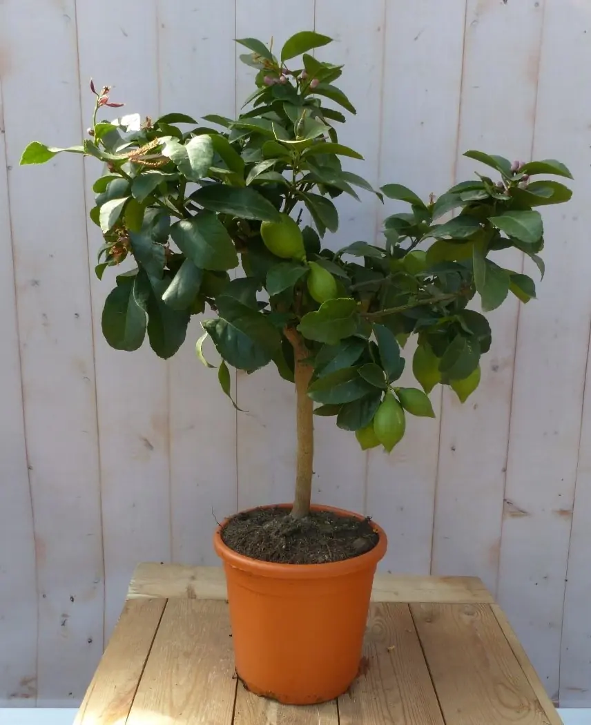 Citrusboompje 80 cm Warentuin Natuurlijk