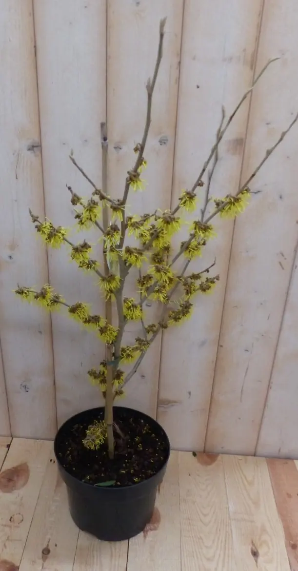 Toverhazelaar Hamamelis 40 cm Geel Warentuin Natuurlijk