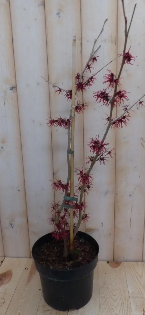 Toverhazelaar Hamamelis 80 cm Roze Warentuin Natuurlijk